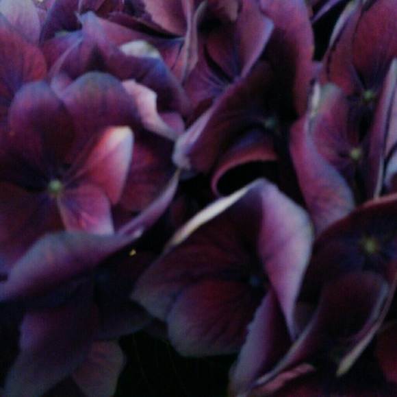 Meet your Posher, Angel - Picture 1 of 1